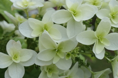 P1012024　柏葉紫陽花