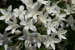 P1022698　ペンタス