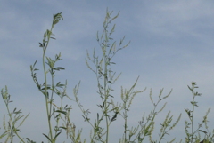 P1230393　野草と空
