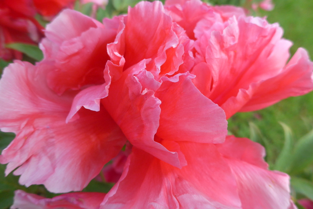 P1320650　高貴（花言葉）