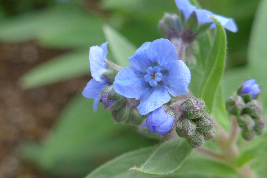 P1270192　爽やかブルー