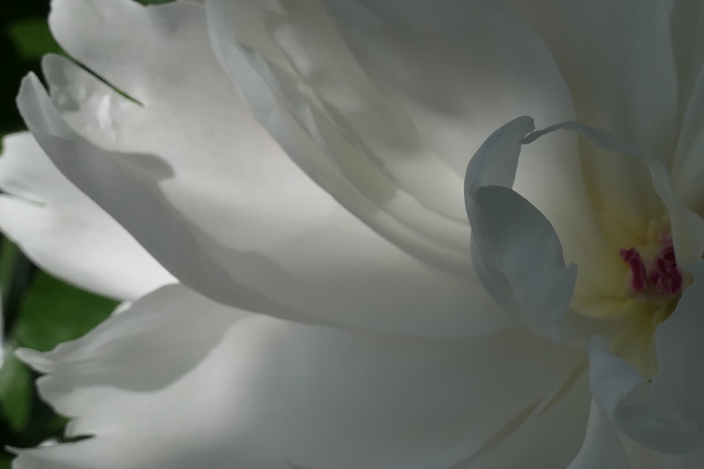 P1068445　透かされて