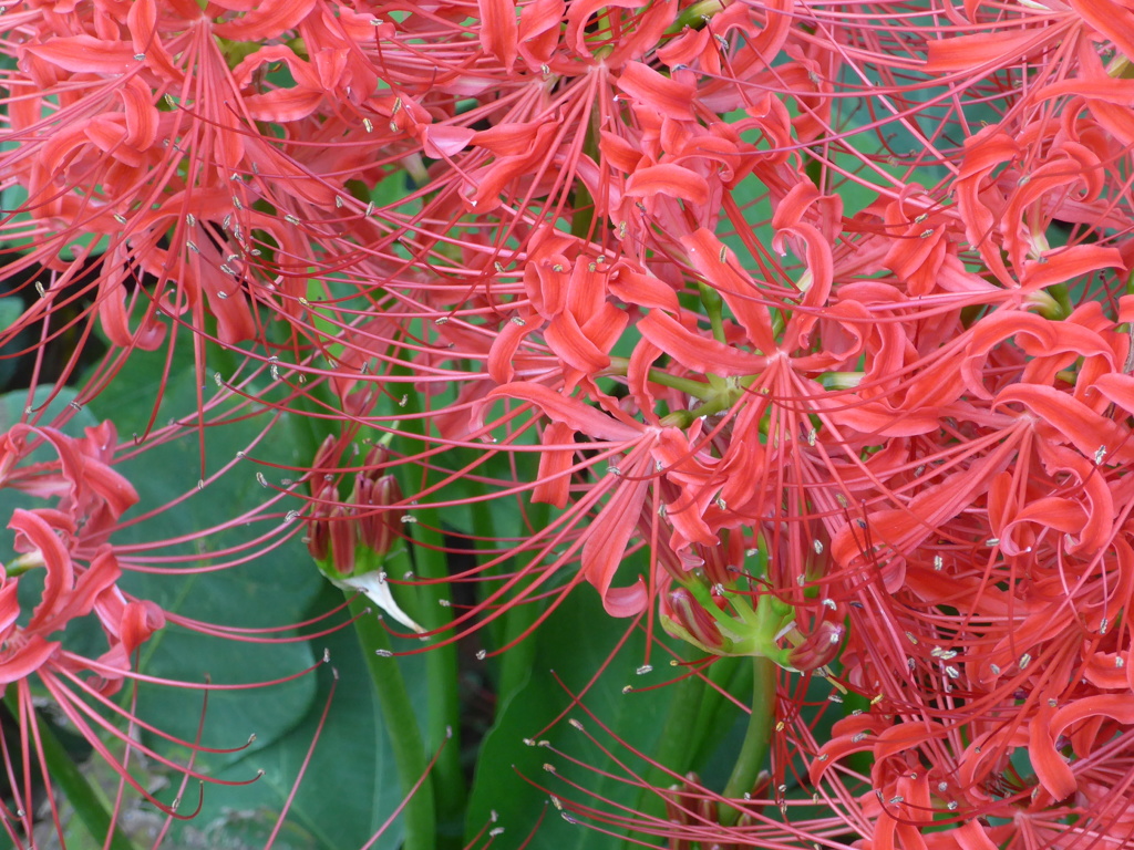 P1110546　彼岸花