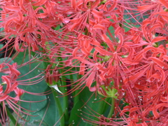 P1110546　彼岸花