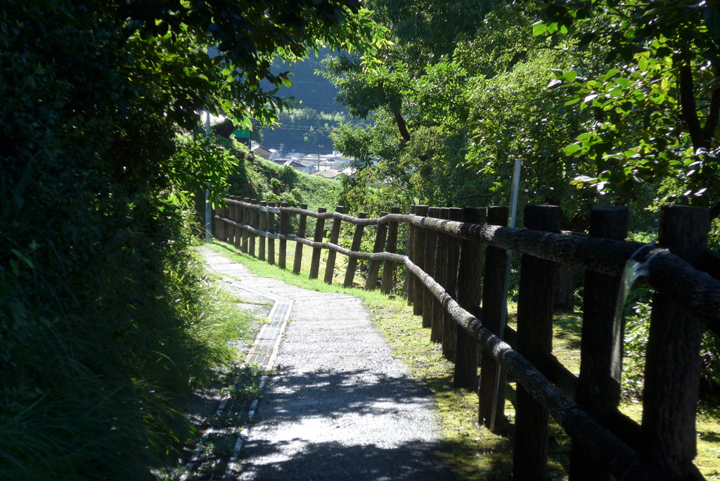 P1280234　夏の朝の散歩道