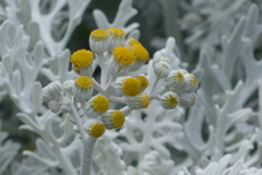 P1270414　雪中の花