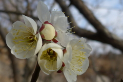 P1130693　ファミリー