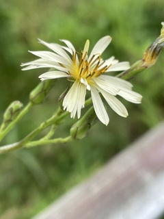 IMG_0261　アキノノゲシ