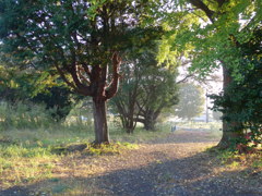 朝の散歩道