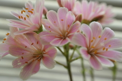 P1000232　窓辺の花