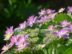 P1160133　Shall we dance?