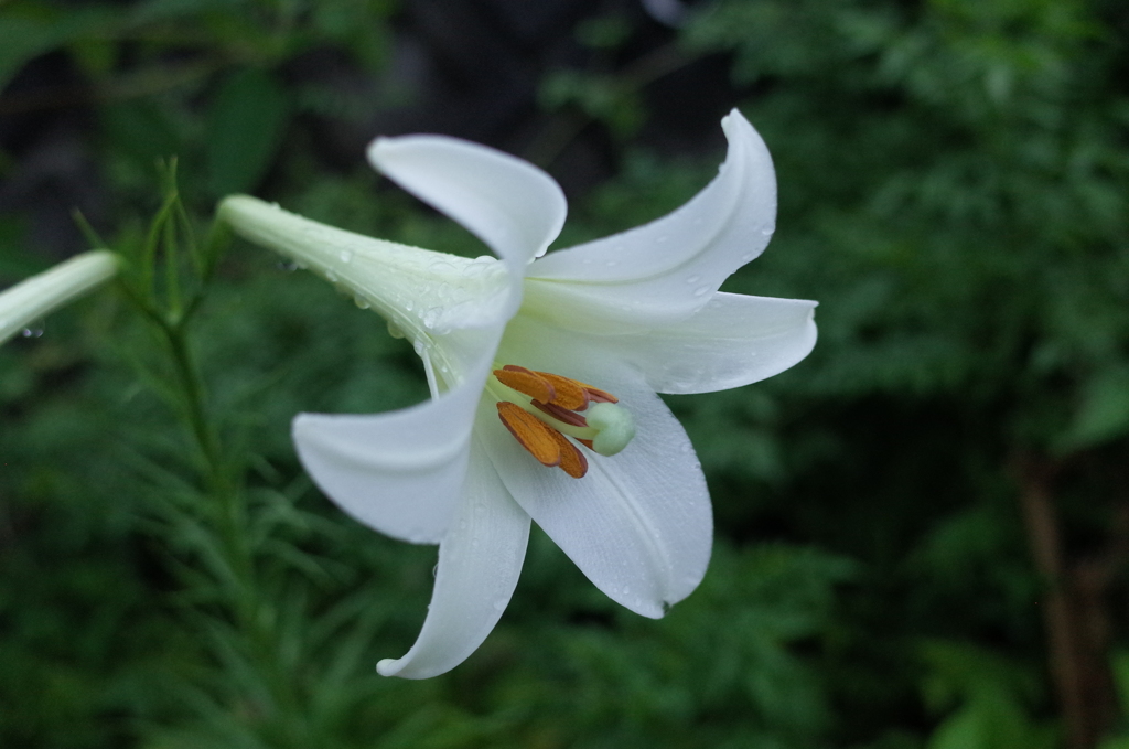 R0352782　威厳（花言葉）