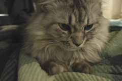 P1070070　ねこさん