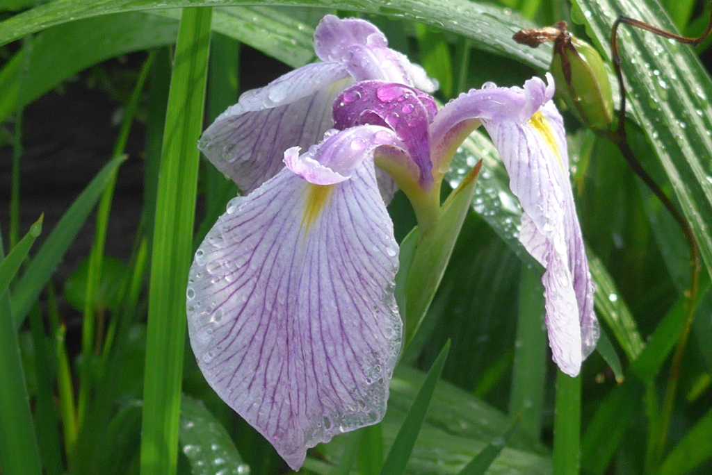 P1300729　花菖蒲