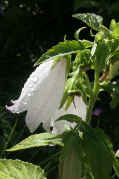 P1068939　雨上がりのホタルブクロ