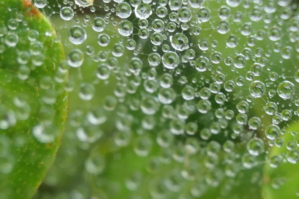 P1080839　蜘蛛の糸と雫