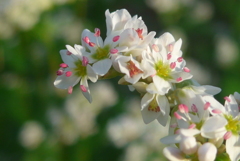 P1180416　ソバの花