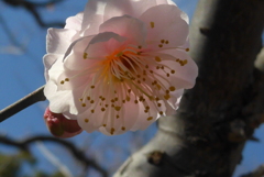 P1070220　熱海梅園にて