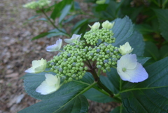 P1270462　いつもの公園で