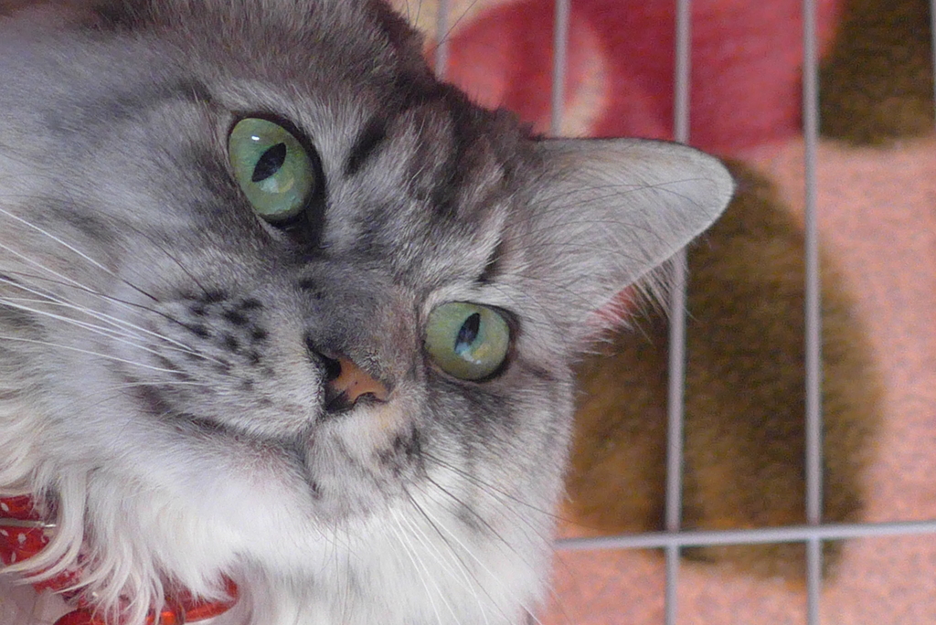 P1130204　ねこさん