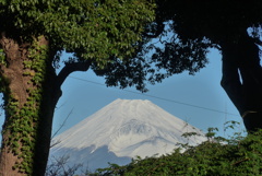 P1340543　11月14日 今朝の富士山