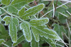 P1081027　霜飾り