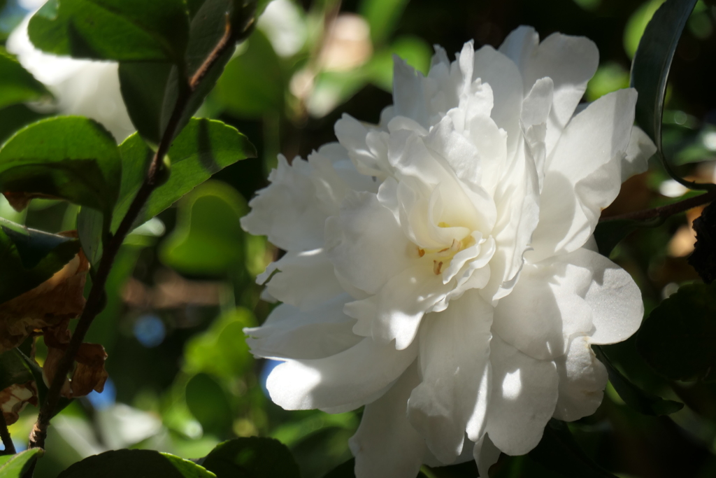 P1034834　冬の光に