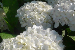 P1230299　白…