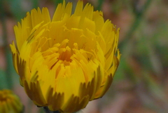 P1080872　野の花