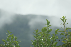 P1046811　雨上がりの朝に