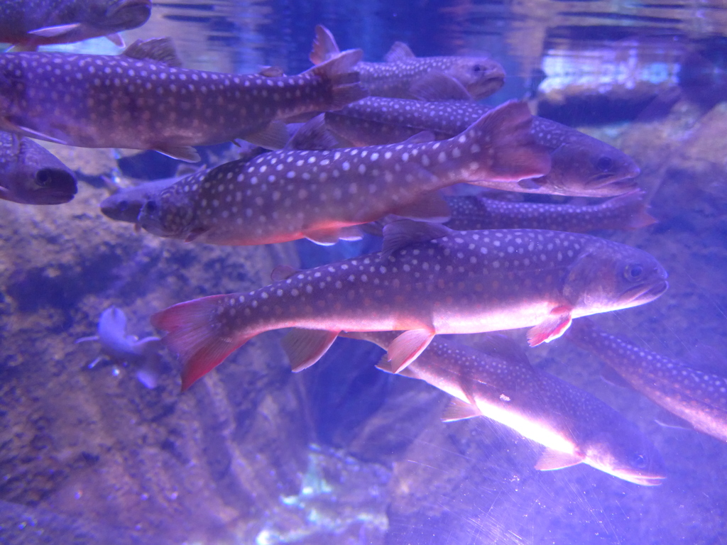 P1090646　水族館にて