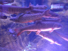 P1090646　水族館にて