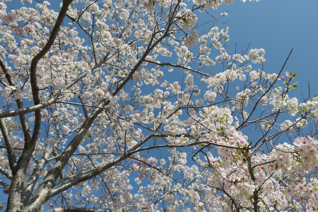 P1001271　大島桜