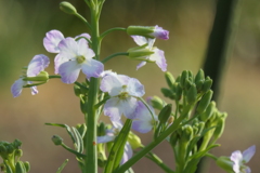 P1000886　大根の花