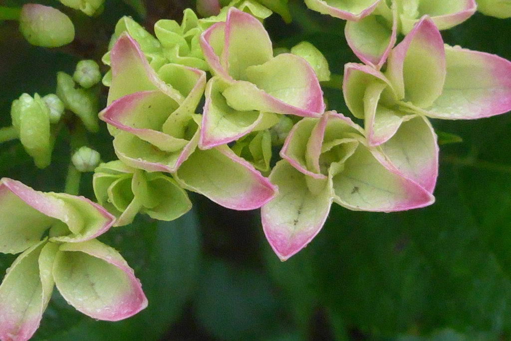 P1230120　公園の紫陽花