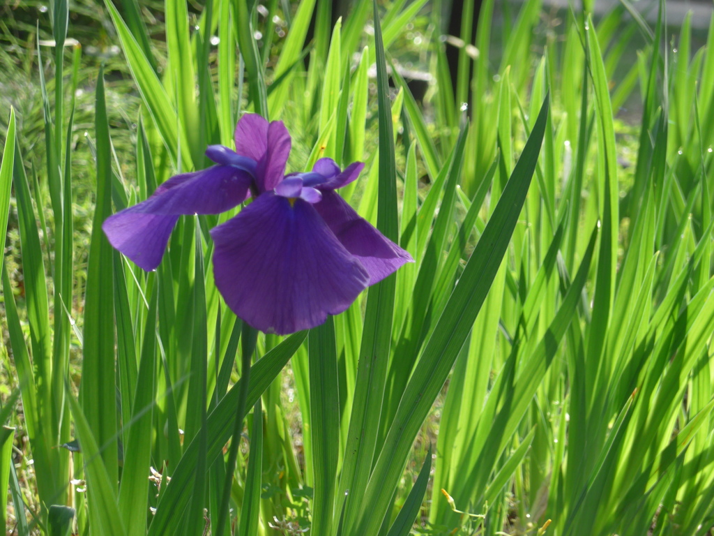 P1090369　凛として