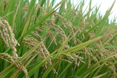 P1390044　お米