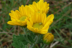 P1390239　小菊さん