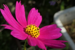 P1080783　秋桜