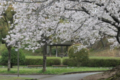 桜咲く公園