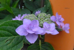 P1380619　紫陽花