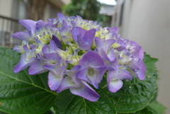 P1350739　紫陽花