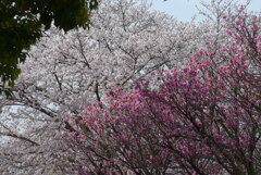 P1210517　桜と花桃