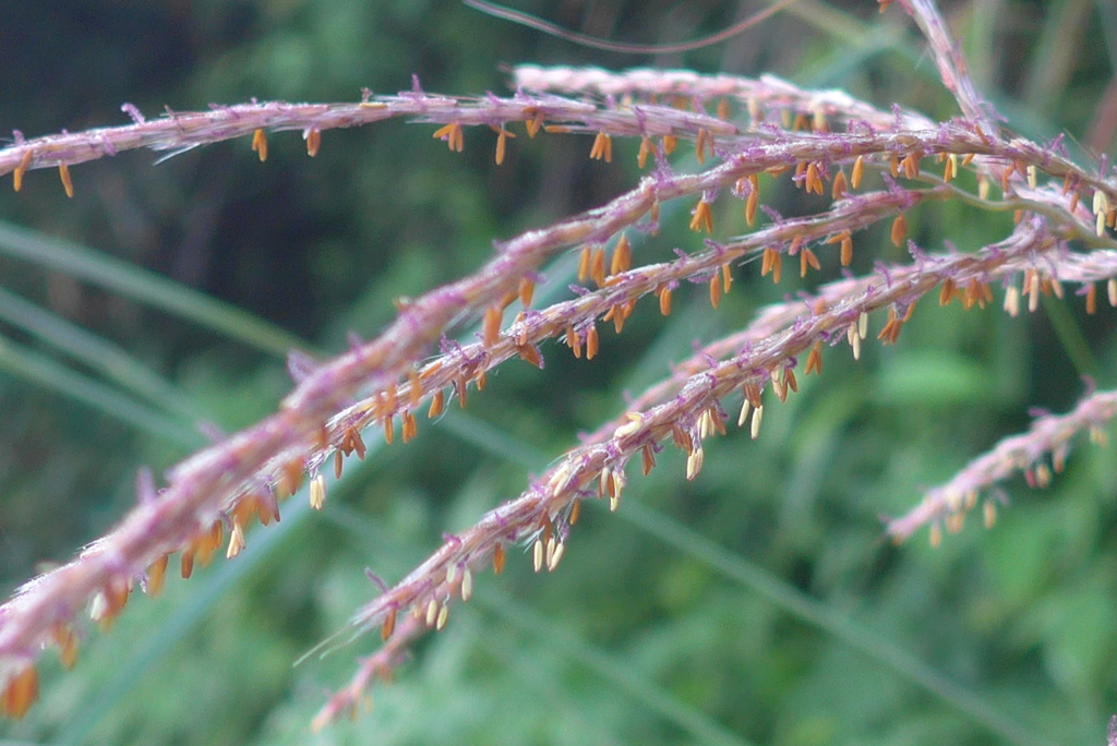P1340325　ススキの花