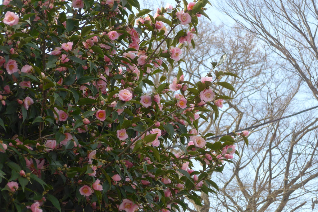 P1350037　爛漫