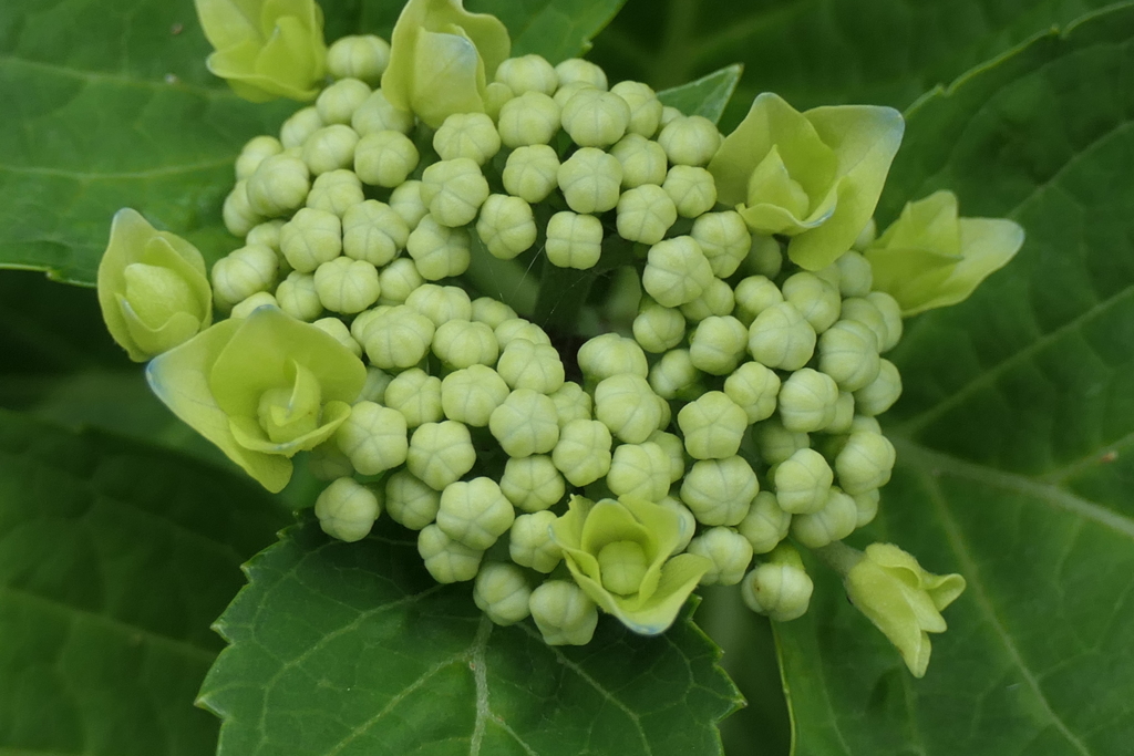 P1080296　紫陽花