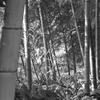 P1330405　竹林