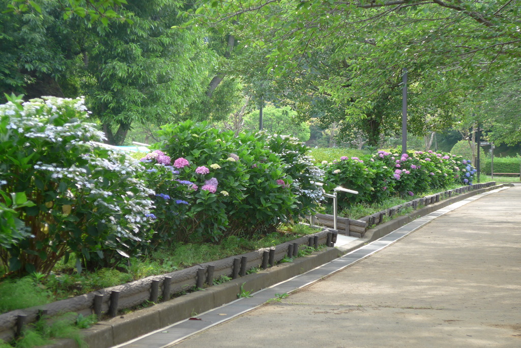 P1230631　アジサイの咲く公園
