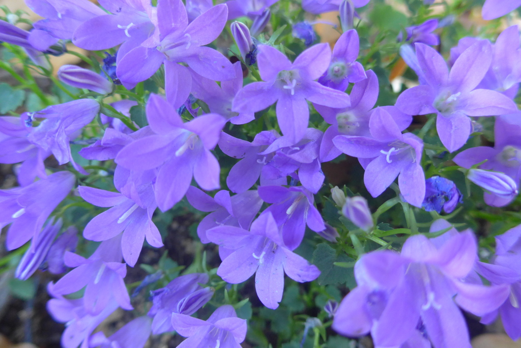 P1090214　かわいいブルーベル