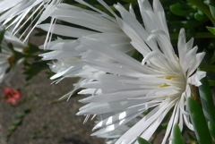 P1270244　マツバギク